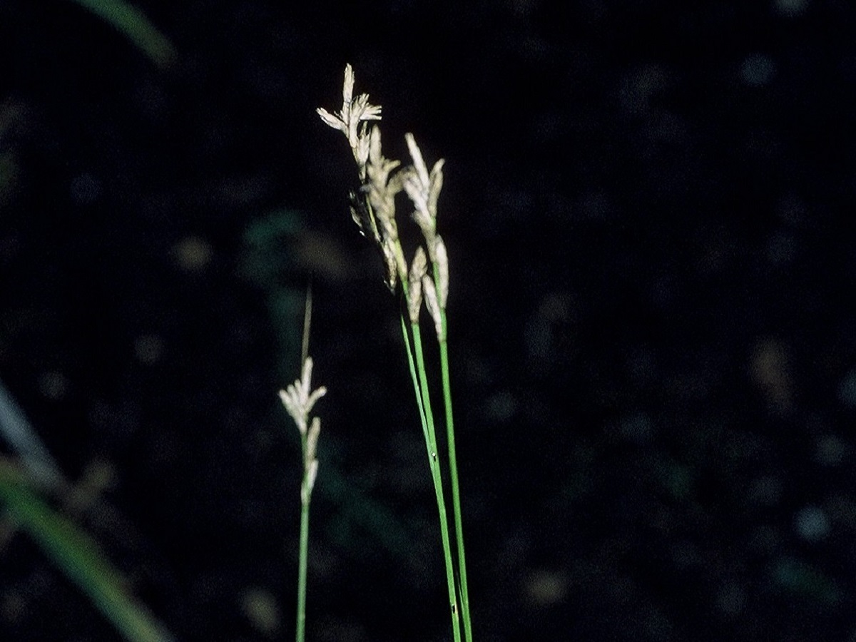 Carex brizoides (Cyperaceae)